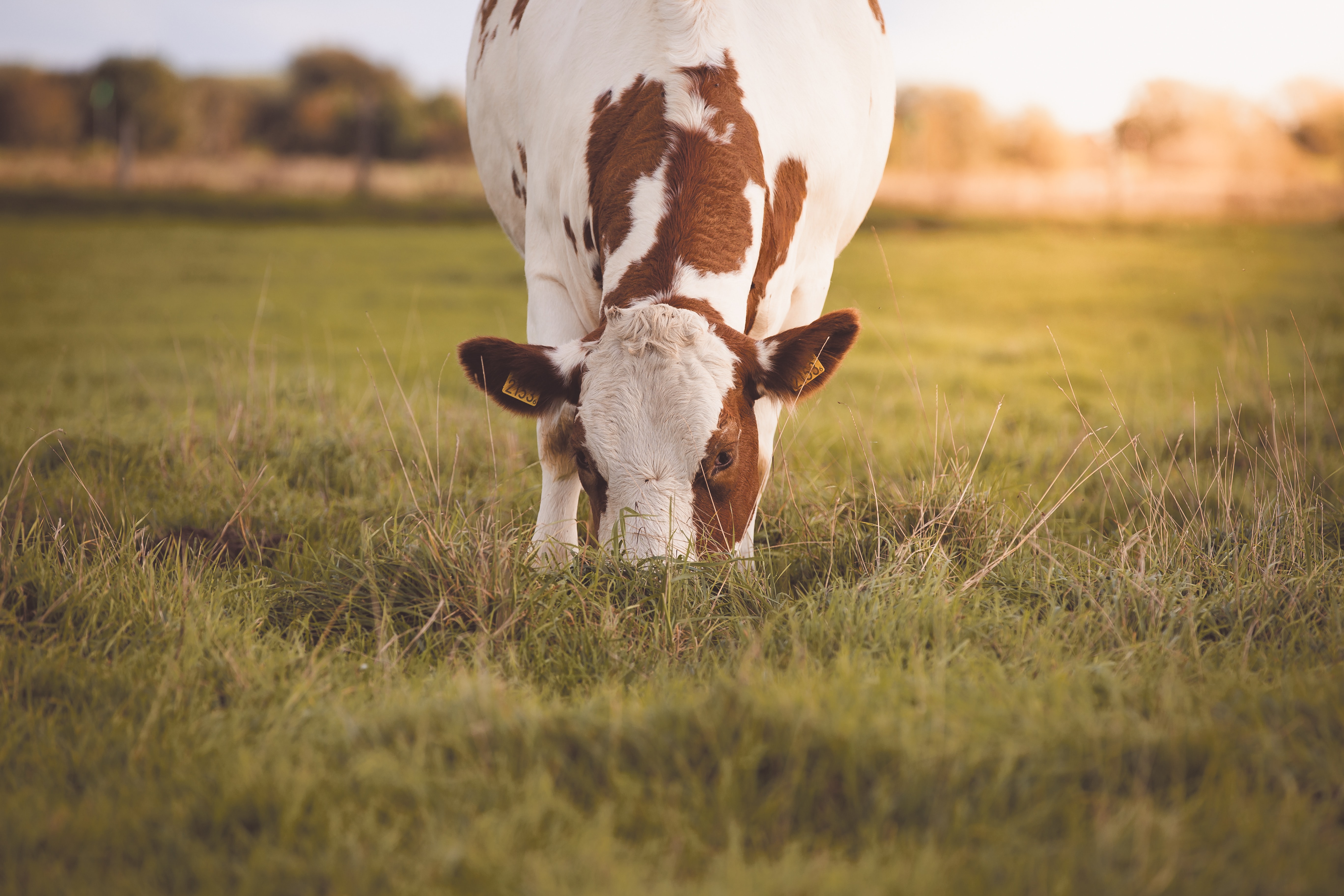 Libre accès aux prairies 