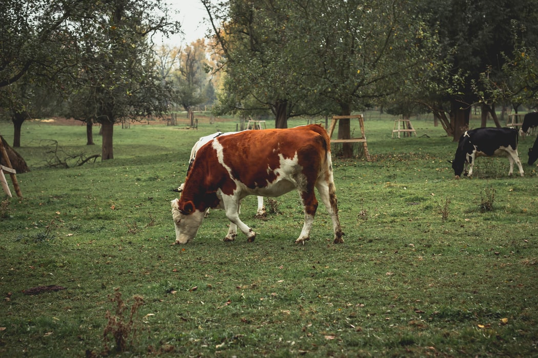 Koeien en weides zijn onlosmakelijk met elkaar verbonden